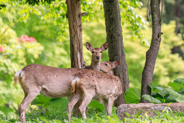 北海道夕張市、夏毛への換毛期のエゾシカ親子【5月】