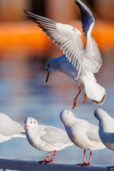 神奈川県の県鳥、飛翔する美しいユリカモメ（カモメ科）他の群れ
英名学名：Black-headed gulls (Larus ridibundus)
神奈川県横浜市鶴見川-2025
