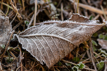 Closeup macro shot of withered beech leaf covered by beautiful ice crystals