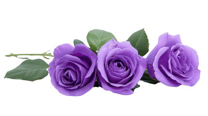 Three purple roses blooming with green leaves on transparent background