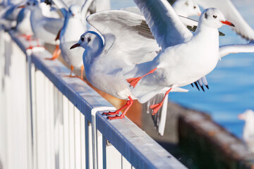 神奈川県の県鳥、飛翔する美しいユリカモメ（カモメ科）他の群れ
英名学名：Black-headed gulls (Larus ridibundus)
神奈川県横浜市鶴見川-2025
