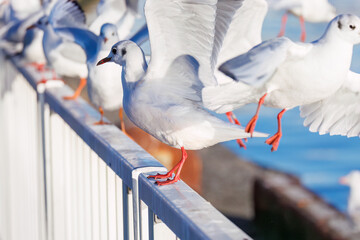 神奈川県の県鳥、飛翔する美しいユリカモメ（カモメ科）他の群れ
英名学名：Black-headed gulls (Larus ridibundus)
神奈川県横浜市鶴見川-2025
