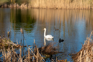 Parc de la roseli&egrave;re &agrave; Reims