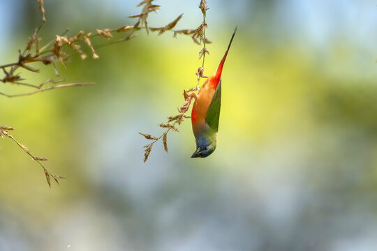  Pin-tailed Parrotfinch, A small bird with bright colors.