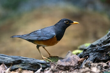 Black-breasted Thrush, The male has a black head and neck with a beautiful orange belly