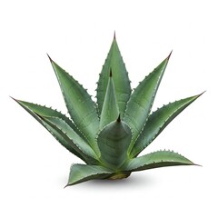 Agave Plant Isolated on White Background – Close-Up Photo