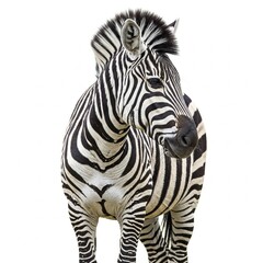 Fototapeta premium zebra isolated on white