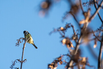 M&eacute;sange charbonni&egrave;re &agrave; la roseli&egrave;re de Bezannes
