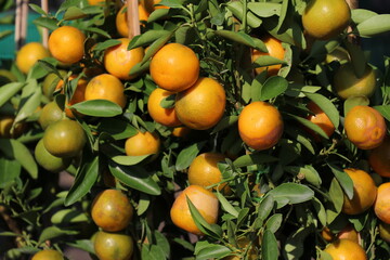 A fertile orange garden. The orange trees bear a lot of fruit.