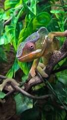 The lizards are kept in a glass tank.