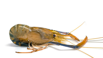 Fresh river prawns isolated on white background. Big freshwater prawns. River prawns for cooking.
