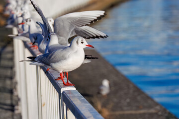 神奈川県の県鳥、飛翔する美しいユリカモメ（カモメ科）他の群れ
英名学名：Black-headed gulls (Larus ridibundus)
神奈川県横浜市鶴見川-2025
