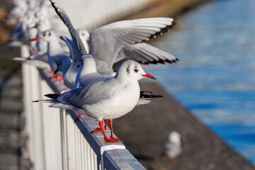 神奈川県の県鳥、飛翔する美しいユリカモメ（カモメ科）他の群れ
英名学名：Black-headed gulls (Larus ridibundus)
神奈川県横浜市鶴見川-2025
