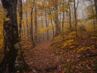 Enchanting hiking trail through idyllic foggy autumn forest in dreamy Plitvice lakes National Park. Spooky fantasy atmospheric mood in autumn woodland
