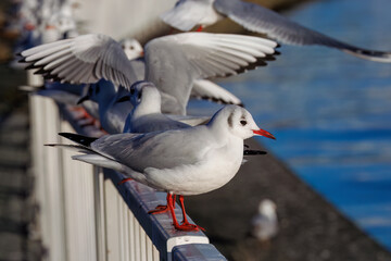神奈川県の県鳥、飛翔する美しいユリカモメ（カモメ科）他の群れ
英名学名：Black-headed gulls (Larus ridibundus)
神奈川県横浜市鶴見川-2025
