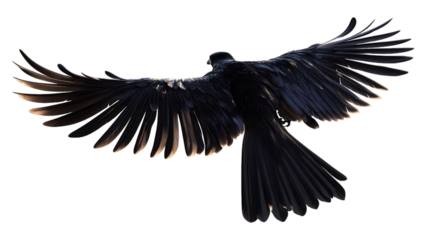 Microraptor in Flight, Dynamic 3D representation of a Microraptor soaring, set against a clean white backdrop, transparent format for versatile use