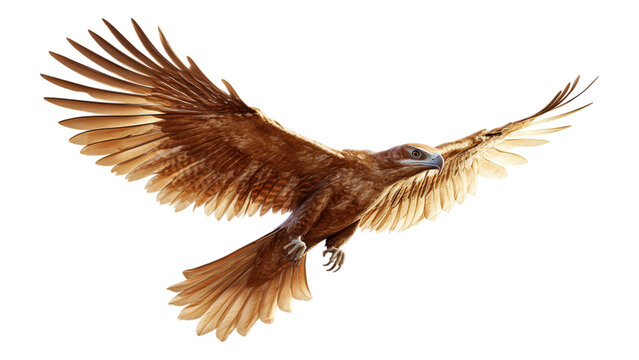 Microraptor in Flight, A detailed 3D model of a Microraptor soaring against a clean white backdrop, emphasizing its unique features and design.
