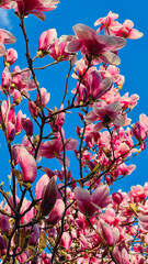 View of blooming branches of pink magnolia against blue sky © Анна Зеленая