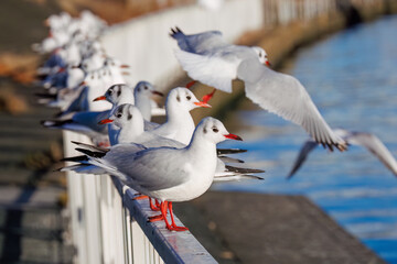 神奈川県の県鳥、飛翔する美しいユリカモメ（カモメ科）他の群れ
英名学名：Black-headed gulls (Larus ridibundus)
神奈川県横浜市鶴見川-2025
