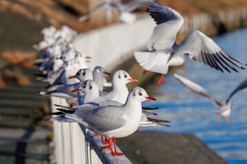 神奈川県の県鳥、飛翔する美しいユリカモメ（カモメ科）他の群れ
英名学名：Black-headed gulls (Larus ridibundus)
神奈川県横浜市鶴見川-2025
