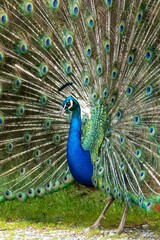 Obraz premium Peacock with Vibrant Feathers