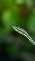 Green Vine Snake Close-Up