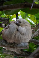 Fototapeta premium Sloth resting in tropical rainforest.