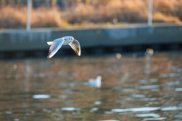神奈川県の県鳥、飛翔する美しいユリカモメ（カモメ科）他の群れ
英名学名：Black-headed gulls (Larus ridibundus)
神奈川県横浜市鶴見川-2025
