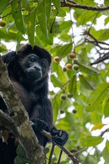 Howler monkey in a tropical forest.