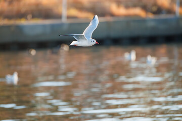 神奈川県の県鳥、飛翔する美しいユリカモメ（カモメ科）他の群れ
英名学名：Black-headed gulls (Larus ridibundus)
神奈川県横浜市鶴見川-2025
