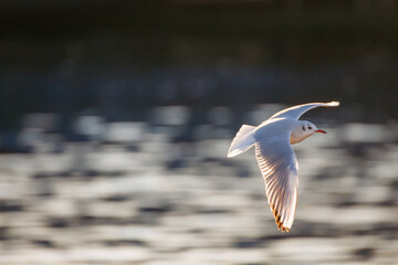 神奈川県の県鳥、飛翔する美しいユリカモメ（カモメ科）他の群れ
英名学名：Black-headed gulls (Larus ridibundus)
神奈川県横浜市鶴見川-2025
