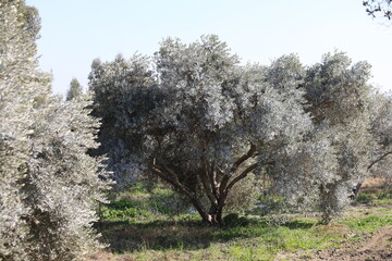 olive trees treated with Bordeaux mixture