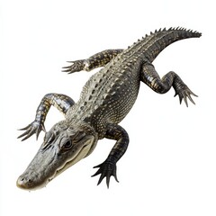 Fototapeta premium Caiman on White Background