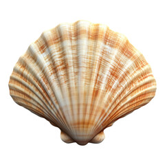 Obraz premium Seashell with delicate shading, intricate details, transparent background, perfect for digital designs and marine-themed projects