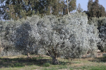 olive trees treated with Bordeaux mixture