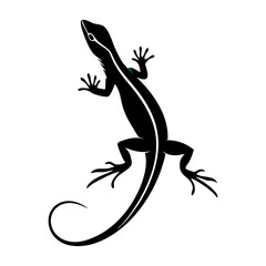 lizard on a white background