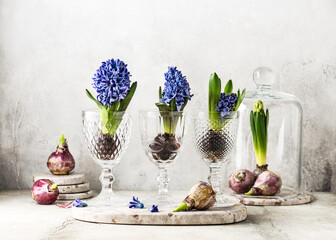 Spring floristic arrangement with blue hyacinth flowers in a vintage glasses and bulbs. Homemade...