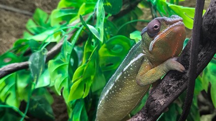 The lizards are kept in a glass tank.