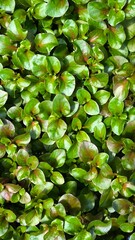 Green leaves for background