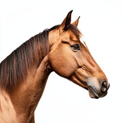 Obraz premium Isolated Horse on White Background for Equestrian Marketing Campaigns