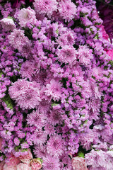 Obraz premium Purple flowers for the background