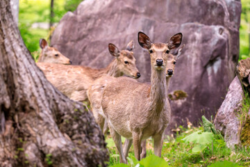 北海道夕張市、夏毛への換毛期のエゾシカの群れ【5月】