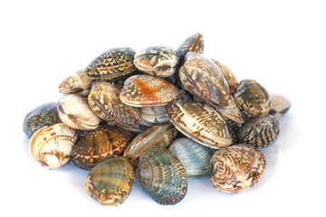 Clams on white background. Seafood.