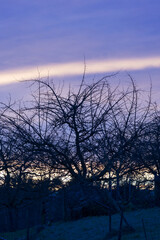 Obraz premium Scenic landscape with silhouette of trees with beautiful colorful sunrise sky at Swiss City of Zürich on a winter morning. Photo taken January 24th, 2025, Zurich, Switzerland.