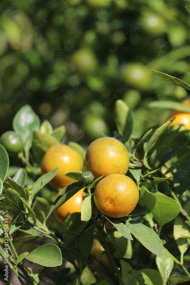 Canvas Prints Oranges on the tree in the garden