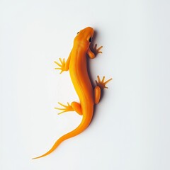 Obraz premium Newt isolated on white background for wildlife documentaries