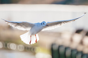 神奈川県の県鳥、飛翔する美しいユリカモメ（カモメ科）他の群れ
英名学名：Black-headed gulls (Larus ridibundus)
神奈川県横浜市鶴見川-2025
