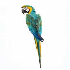 Fototapeta premium Colorful Parrot Isolated on White Background for Marketing Campaigns