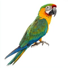 Obraz premium Parrot Isolated on White Background for Product Photography
