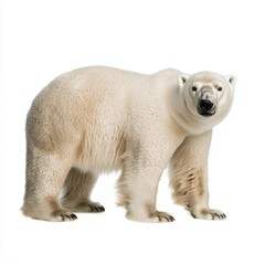 Polar bear isolated on white background for marketing campaigns